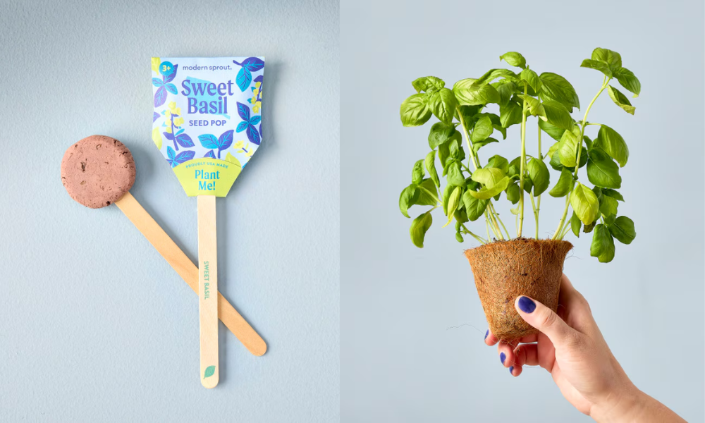 modern sprout seed pop